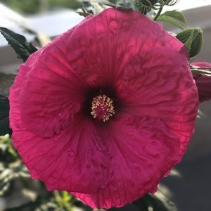 Meet your Posher, Diane